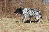 SETTER ANGLAIS 065